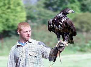 Learn the art of falconry with The HawkMaster